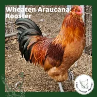Araucana Chickens – Image 5