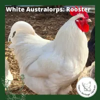 Australorp Chickens – Image 7