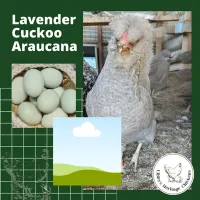 Araucana Chickens – Image 10