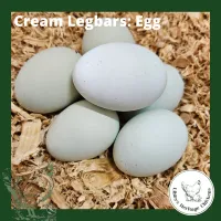 Cream Legbar Chickens – Image 6