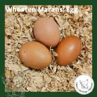 Marans Chickens – Image 7