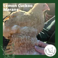 Marans Chickens – Image 12