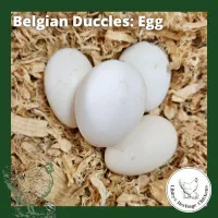 Bantam Fertilised Eggs – Image 3