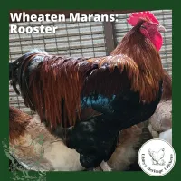 Marans Chickens – Image 6