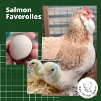 Faverolles Fertilised Eggs – Image 2