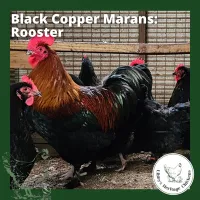 Marans Chickens – Image 21