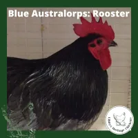 Australorp Chickens – Image 6