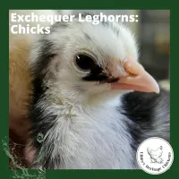 Leghorn Chickens – 2 week olds, Exchequer