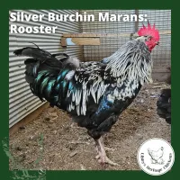 Marans Chickens – Day Old, Silver Burchin