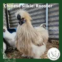 Silkies Chickens – Image 6