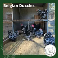 Bantam Fertilised Eggs – Image 25