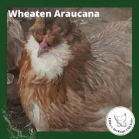 Araucana Chickens – 1 week old, Isobel