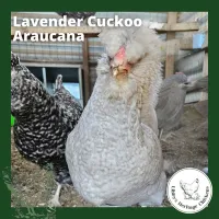 Araucana Chickens – Day old, Lavander Cuckoo