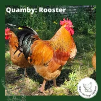 Quamby Chickens – Image 4
