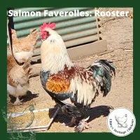 Faverolles Fertilised Eggs – Image 5