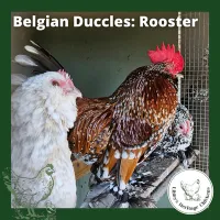 Bantam Fertilised Eggs – Image 24