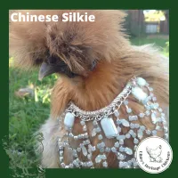 Silkies Chickens – coop ready, Standard