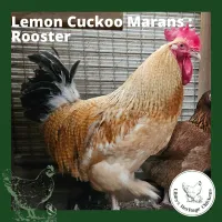 Marans Chickens – Image 8