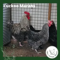 Marans Chickens – Image 20