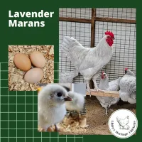 Marans Chickens – Day Old, Lavender