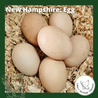 New Hampshire Fertilised Eggs – 1 Dozen