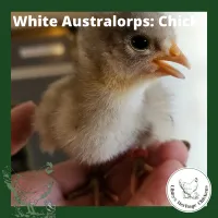 Australorp Chickens – Day old, White