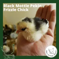 Bantam Fertilised Eggs – Image 17