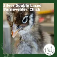 Barnevelder Fertilised Eggs – Image 7