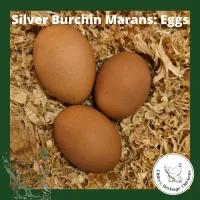 Marans Chickens – Image 15