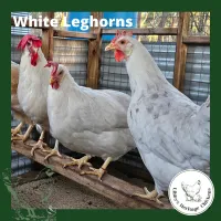 Leghorn Chickens – coop ready, White