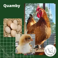 Quamby Chickens – Image 2