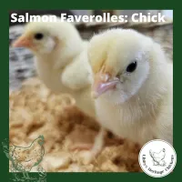 Faverolles Fertilised Eggs – Image 3