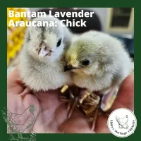 Bantam Fertilised Eggs – Image 22