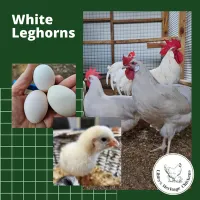 Leghorn Chickens – Image 2