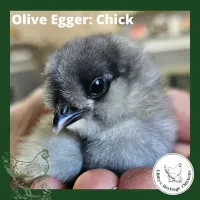 Olive/Easter Eggers Chickens – Day old, Olive