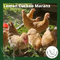 Marans Chickens – Image 10