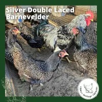 Barnevelder Fertilised Eggs – Image 5