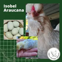 Araucana Fertilised Eggs – Image 3