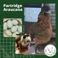 Araucana Fertilised Eggs – Image 7