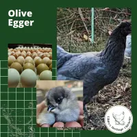 Olive/Easter Eggers Chickens – Image 2
