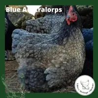 Australorp Chickens – coop ready, Blue