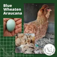 Araucana Fertilised Eggs – Image 6