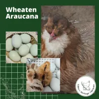 Araucana Chickens – Image 2