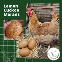 Marans Chickens – Day Old, Lemon Cuckoo