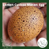 Marans Chickens – Image 13