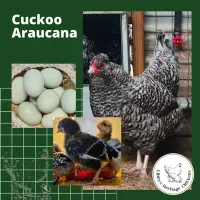 Araucana Chickens – Day old, Cuckoo