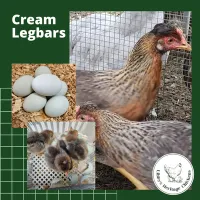 Cream Legbar Chickens – Image 2