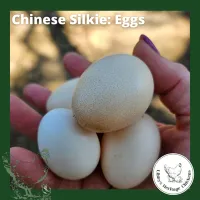 Silkies Chickens – Image 2