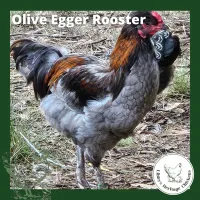 Olive/Easter Eggers Chickens – Image 5