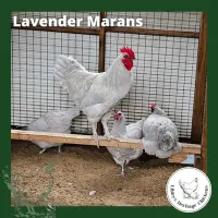 Marans Chickens – Image 29